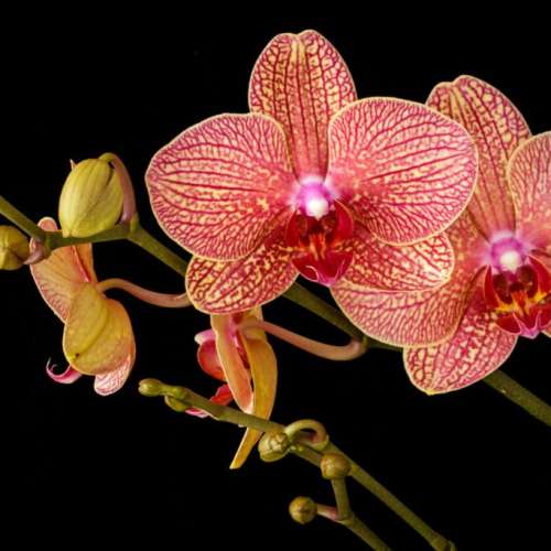 Os benefícios surpreendentes de ter uma orquídea...